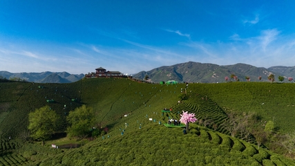 信阳毛尖茶在2023年将全面展现其魅力!