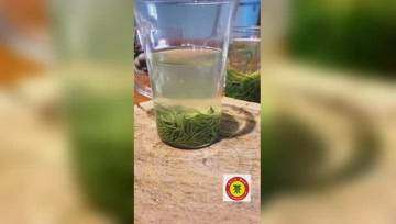 信阳毛尖茶的个人频道
