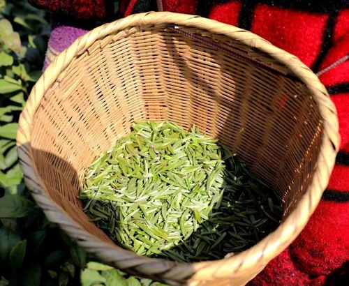 高山上,炒茶师与毛尖的一场灵魂对话
