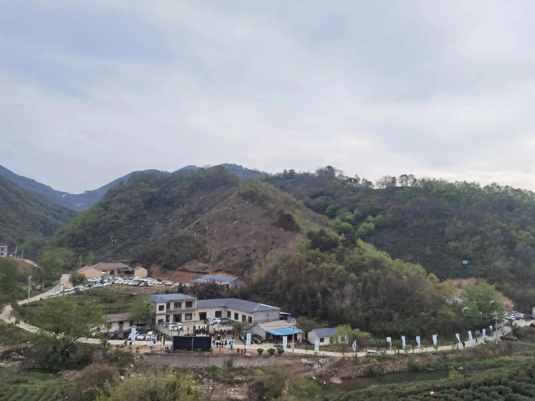人间最美四月天谭家河乡信阳毛尖核心产区高山茶开采啦 - 抖