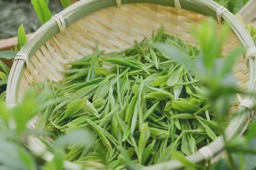 毛尖飘香,一口醉人 信阳这些茶品牌红遍世界啦