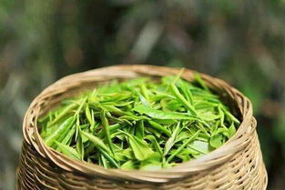 新农人说 信阳毛尖如何让更多人认可 这个问题值得120万信阳茶人深思