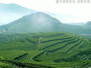 2013蓝天牌信阳毛尖有机绿茶 六趣 心 240克礼盒装