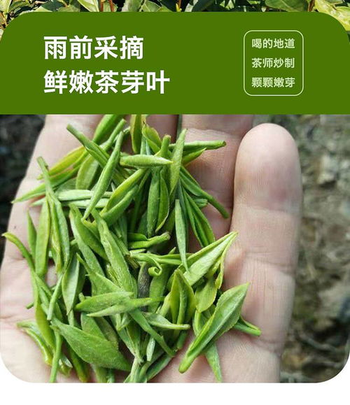 云龙大山茶50g雨前一芽两叶信阳毛尖2020新茶