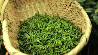 又是一年采茶季,带你游山玩水去采茶