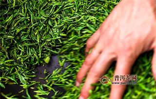 信阳毛尖与碧螺春的工艺特点对比