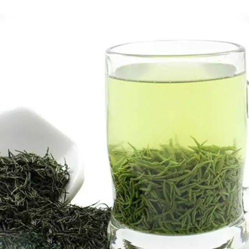 信阳毛尖春茶全面采摘，明前茶有价无市成焦点