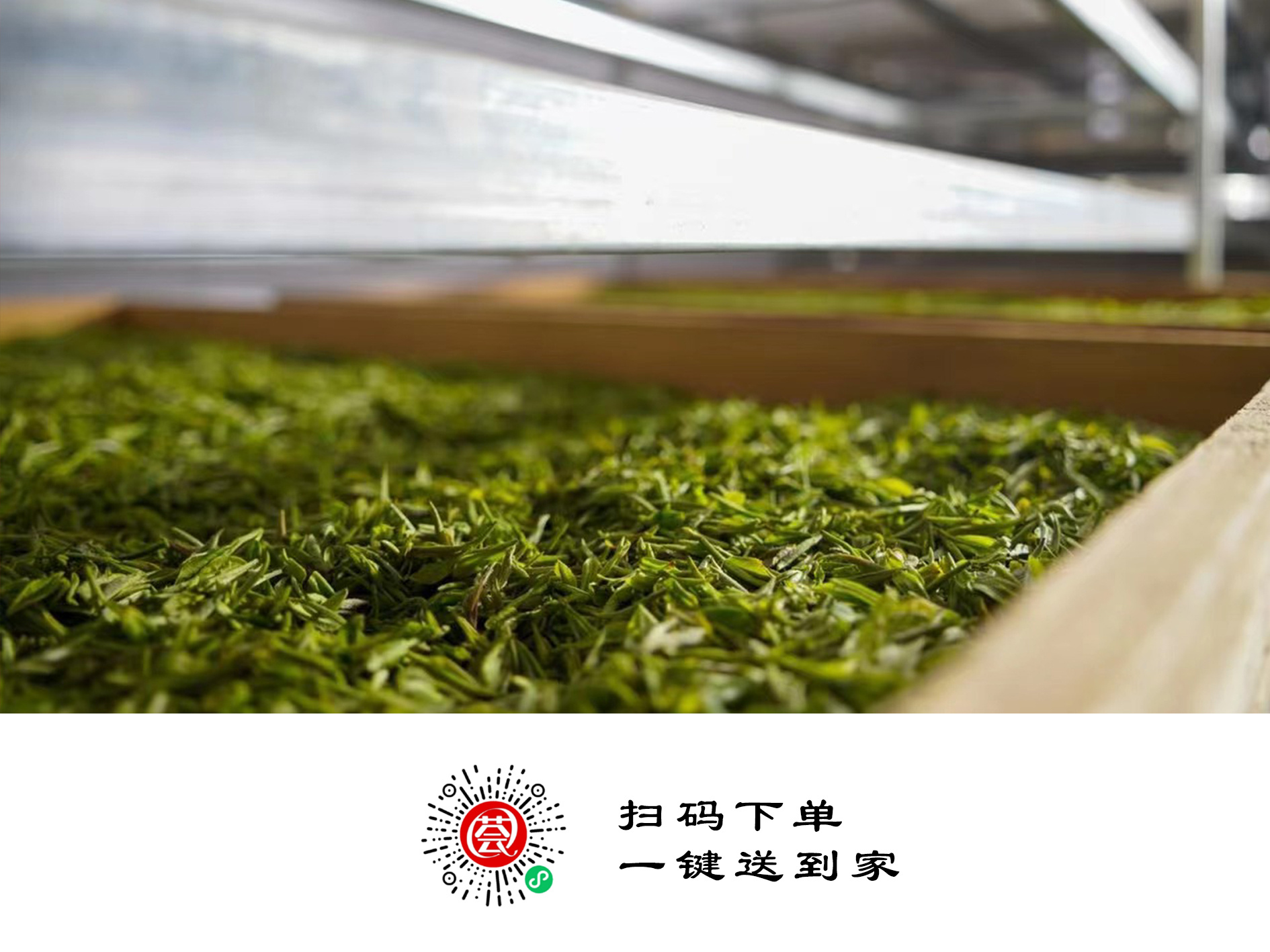 茶韵飘香促振兴 一芽一叶让信阳毛尖回归品质