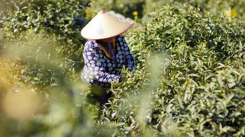 茶叶也有“星探” 小罐茶为信阳毛尖这颗“沧海遗珠”发掘潜力,实现价值