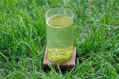 信阳毛尖 浑茶与清亮茶汤的品质之辨