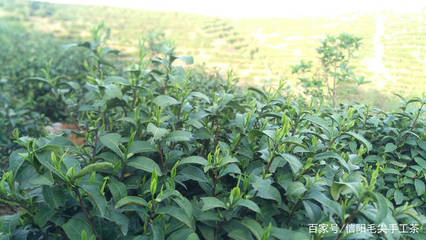 信阳毛尖的采摘时间与方法