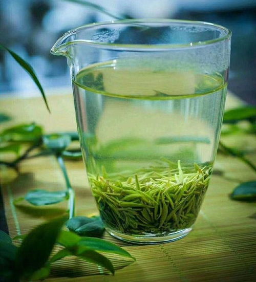 又是开春新茶季，教你辨别信阳毛尖新茶