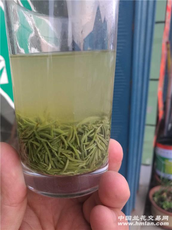 2018年信阳毛尖明前茶 春日里的第一缕清雅