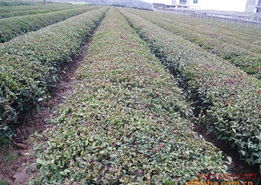 信阳毛尖 传承千年茶韵，开启连锁加盟新篇章