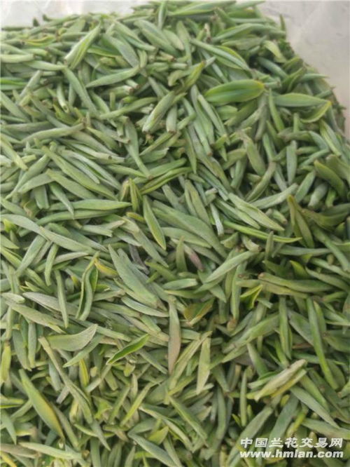 信阳毛尖明前上市，品味春日第一缕清香