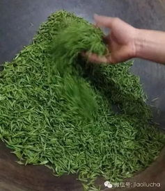 茶路无尽第七年 信阳毛尖的深情回响