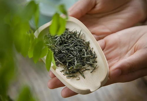 信阳毛尖茶叶好不好，关键看这一点