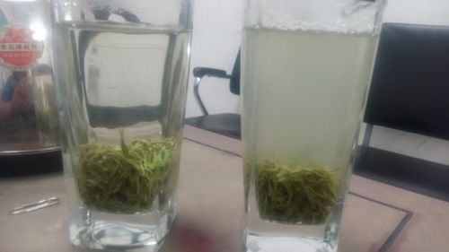 再优质的信阳毛尖，你的泡茶方法错了，茶汤会浑浊！